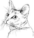 Pedigree cat drawn in ink by hand